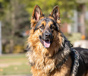 The German Shepherds Breed