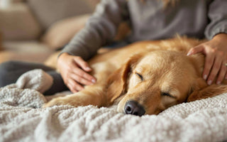 Understanding-Dog-Seizures-A-Compassionate-Guide-for-Pet-Parents J.S.M