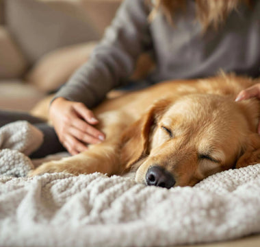Understanding-Dog-Seizures-A-Compassionate-Guide-for-Pet-Parents J.S.M