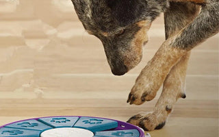 Affordable Pet Products: Elevate Your Pet's Lifestyle Without Breaking the Bank