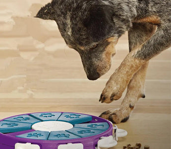 Affordable Pet Products: Elevate Your Pet's Lifestyle Without Breaking the Bank