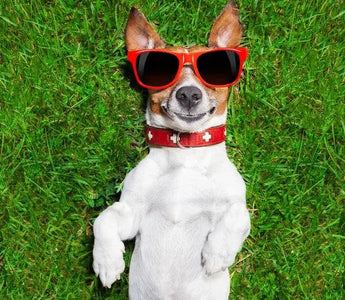 Navigating Summer with Your Dog – Best Products, Pros, and Cons - J.S.M
