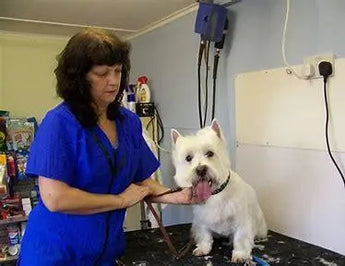 Navigating the Pros and Cons of Professional Dog Grooming - J.S.M