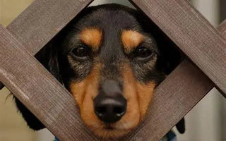 A dog looking through a fence - Dog Kennels in the UK