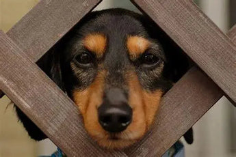 A dog looking through a fence - Dog Kennels in the UK