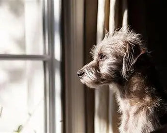 Paws and Relax: A Guide to Easing Separation Anxiety in Your dog - J.S.M