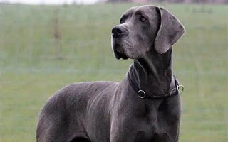 "Pawsitively Elegant: Elevating Your Canine Companion's Lifestyle