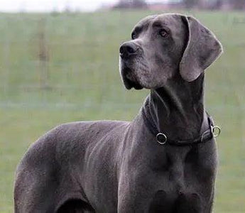 "Pawsitively Elegant: Elevating Your Canine Companion's Lifestyle