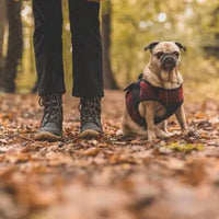 Your-Guide-to-Monthly-Pet-Care-Costs-for-Different-Dog-Sizes J.S.M