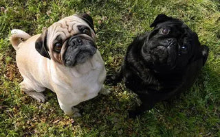 Two Pugs looking up 