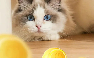 "Purrfection at Home: Elevate Your Living Space 