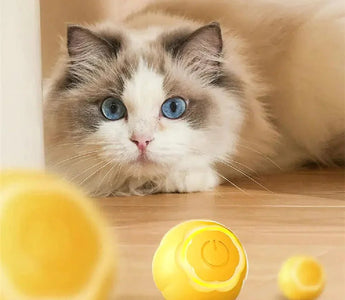 "Purrfection at Home: Elevate Your Living Space 