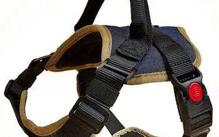 Your Guide to Cool Dog Harnesses 