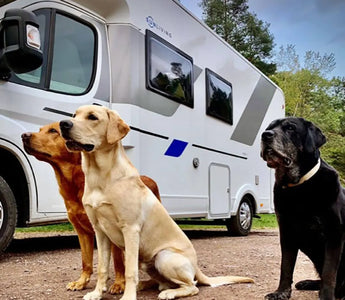 Motorhome-Travel-with-Dogs-A-Safe-and-Memorable-Adventure