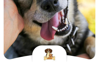 JSMPet Supplies Puppies Products
