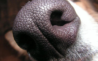 Tailored Elegance: Enhancing Your Home with JSMPet Supplies' Premium Dog Breed Products
