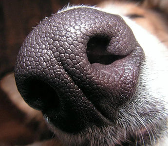 Tailored Elegance: Enhancing Your Home with JSMPet Supplies' Premium Dog Breed Products