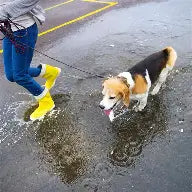 dog and owner on a walk in the rain