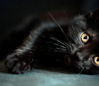 The Purr-fect Guide to Cat Breeds: Unleashing the Whisker-ful World of Feline Diversity - J.S.M