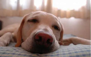 Zen Canines: A Comprehensive Guide to Calming Products for Your Anxious Pup - J.S.M