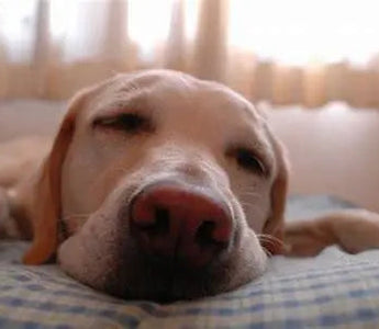 Zen Canines: A Comprehensive Guide to Calming Products for Your Anxious Pup - J.S.M