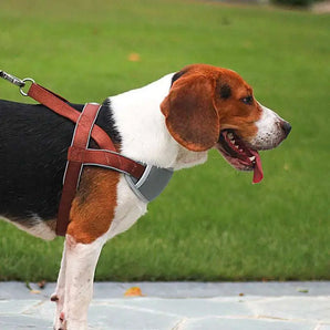 No-pull dog harness vest with reflective chest strap for safety during outdoor adventures.