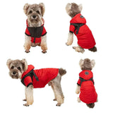 small dog wearing jacket 