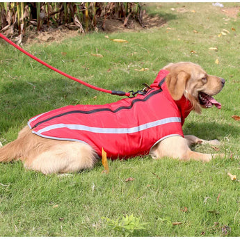 dog in red coat