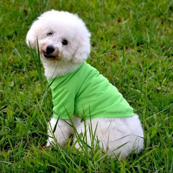 Trendy dog polo shirt with buttoned collar, soft fabric, perfect for small and medium breeds.