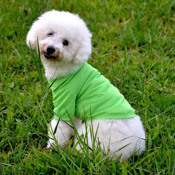 Trendy dog polo shirt with buttoned collar, soft fabric, perfect for small and medium breeds.