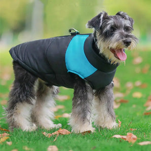 Cozy cotton dog jacket designed for winter walks, providing warmth and comfort.