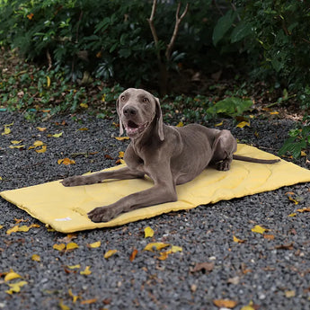 Soft warm dog bed, waterproof foldable pet mattress for hiking, travel, and cozy sleep.