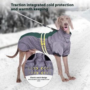 Dog posing in a stylish and warm jacket for chilly weather