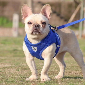 Chic lightweight dog harness perfect for summer adventures featuring durable fashion chest strap for style.