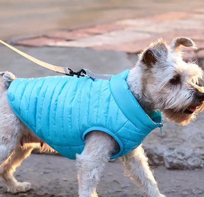 Pet Dog Clothing Autumn And Winter main