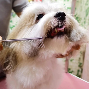 Dog and cat grooming kit featuring rounded-tip stainless steel shears for safe trimming of sensitive areas.