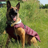 Style Meets Comfort: Dog Cotton Four-Legged Clothing 