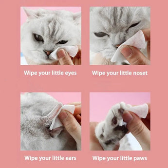 wiping a cat