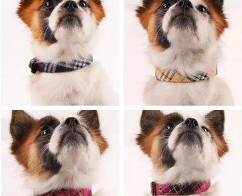 Leather Twill Dog Collar for Your dog's Style