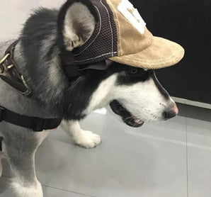 Comfortable dog sports hat with wide brim, breathable material, and secure fit for sunny days.